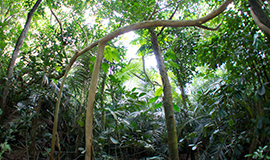 ピナイサーラの滝でマイナスイオンを浴びながらジャングルトレッキングの開始道中は様々な生物や植物が見れますよ。