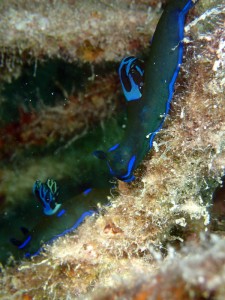 P5240430t