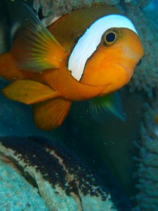 P6220040w