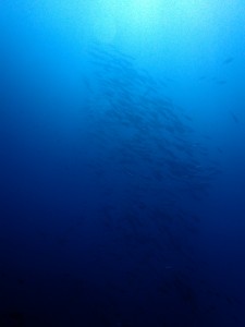 P7190004y
