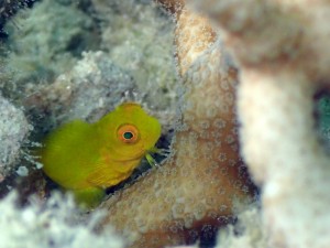 インドカエルウオ幼魚