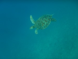 DSCN3904