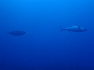 P6090378h
