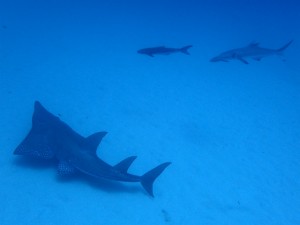 1トンガリサカタザメ