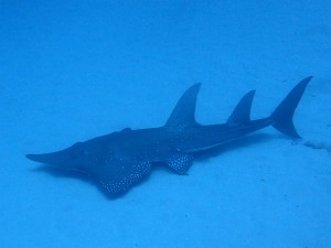 トンガリサカタザメ