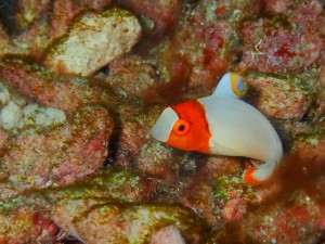 イロブダイ幼魚