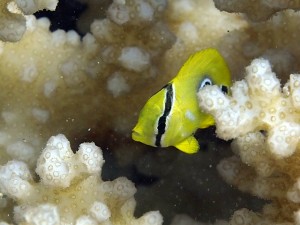 海月チョウチョウウオ