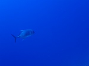 P8120741