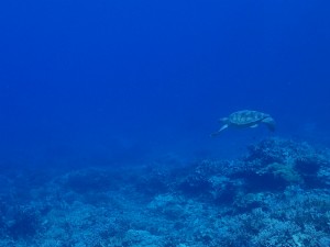 P83100f54