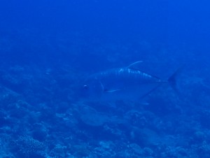 rouninnaji