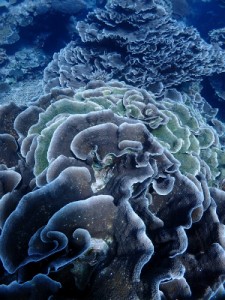 琉球菊花サンゴ