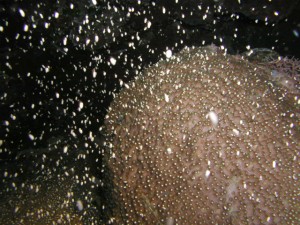 sakana 夏の夜に降る水中の雪(4)