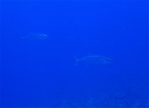P6054718