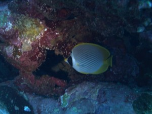 クラカケチョウチョウウオ