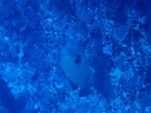 P7260670