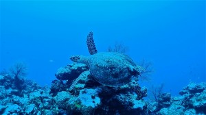 P7280142