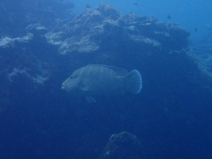 P7300134