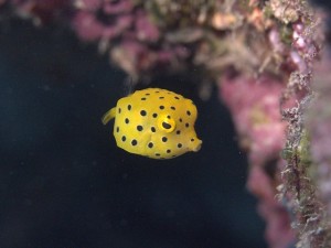 ミナミハコフグ幼魚