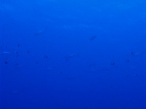 P8040047