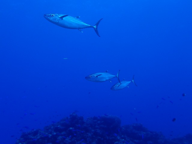 P4180193