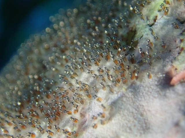 P4180273