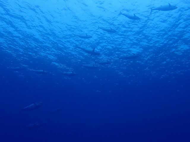P5060100