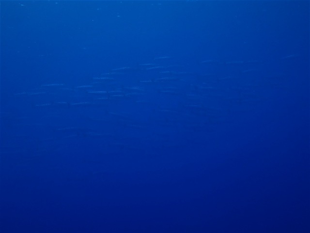 P5060272