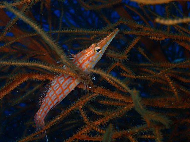 P7030132