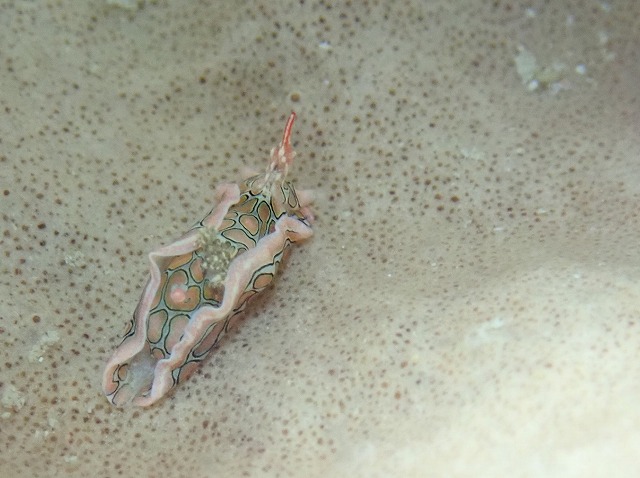 P7080102