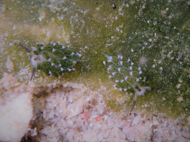 P8130573