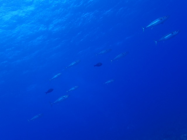 P8170053