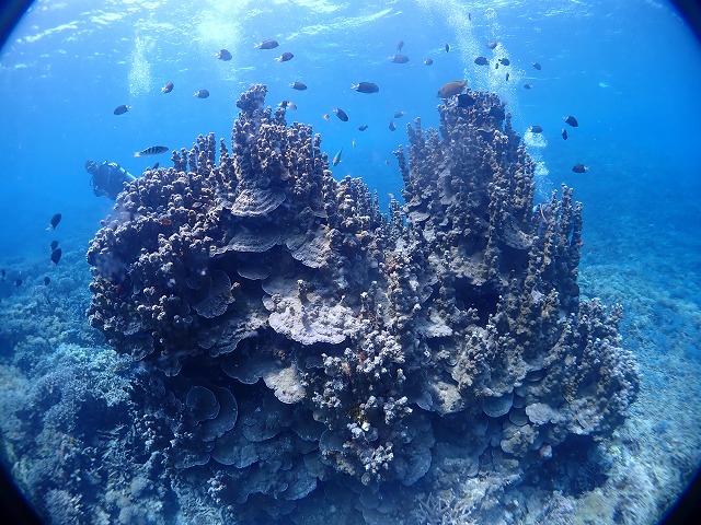 P8170089