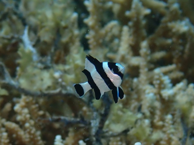 P9020055