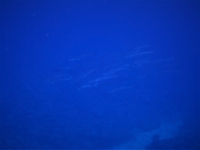 P9120141