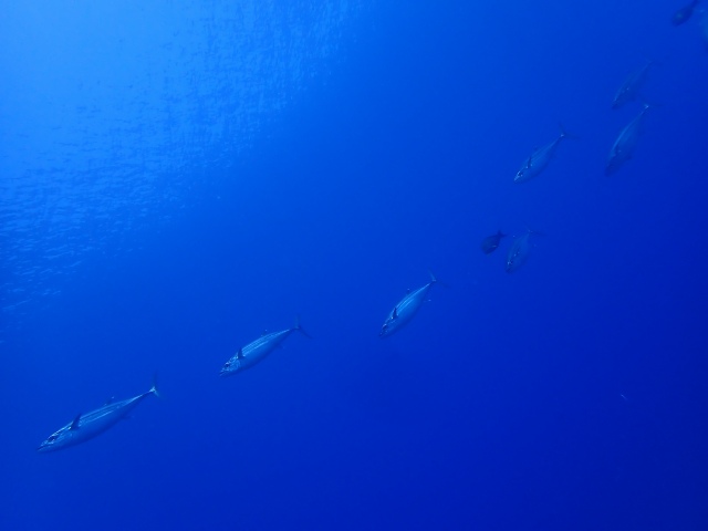 P5040210