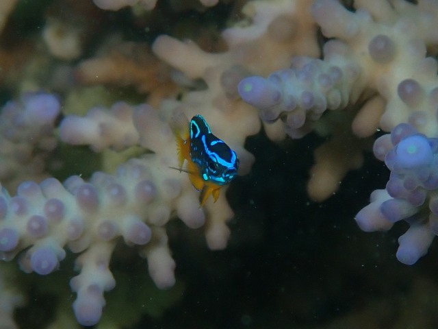 P6050504