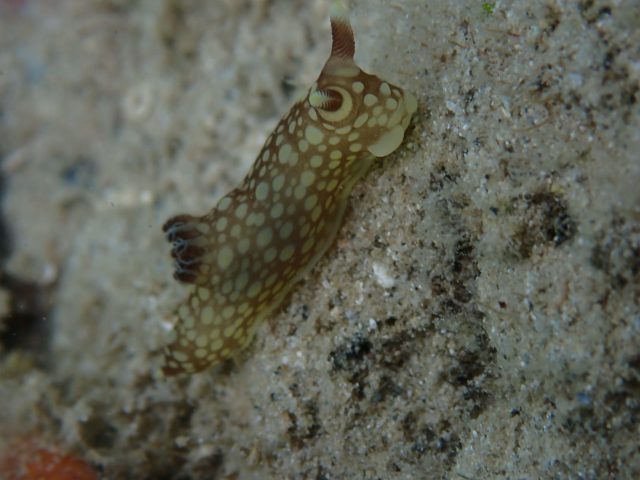 P6050553