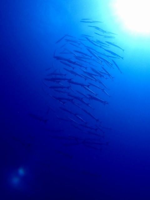 P8170846