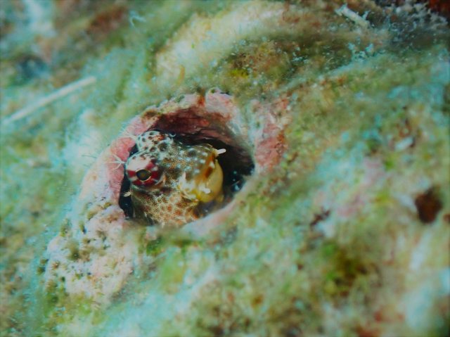 PA290909