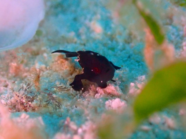 PB081173