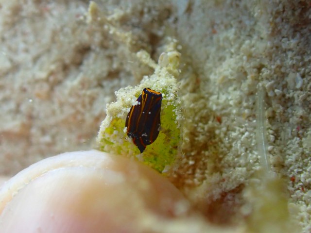 PB081210