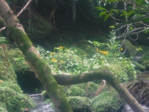 DSCF1323
